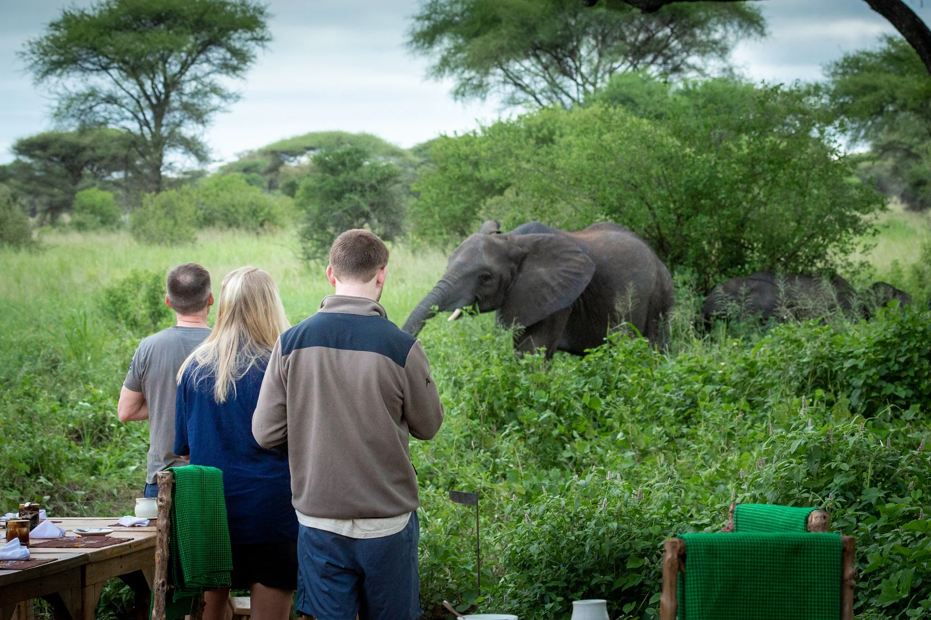 Elephants visit the deck at Baobab Tented Camp
