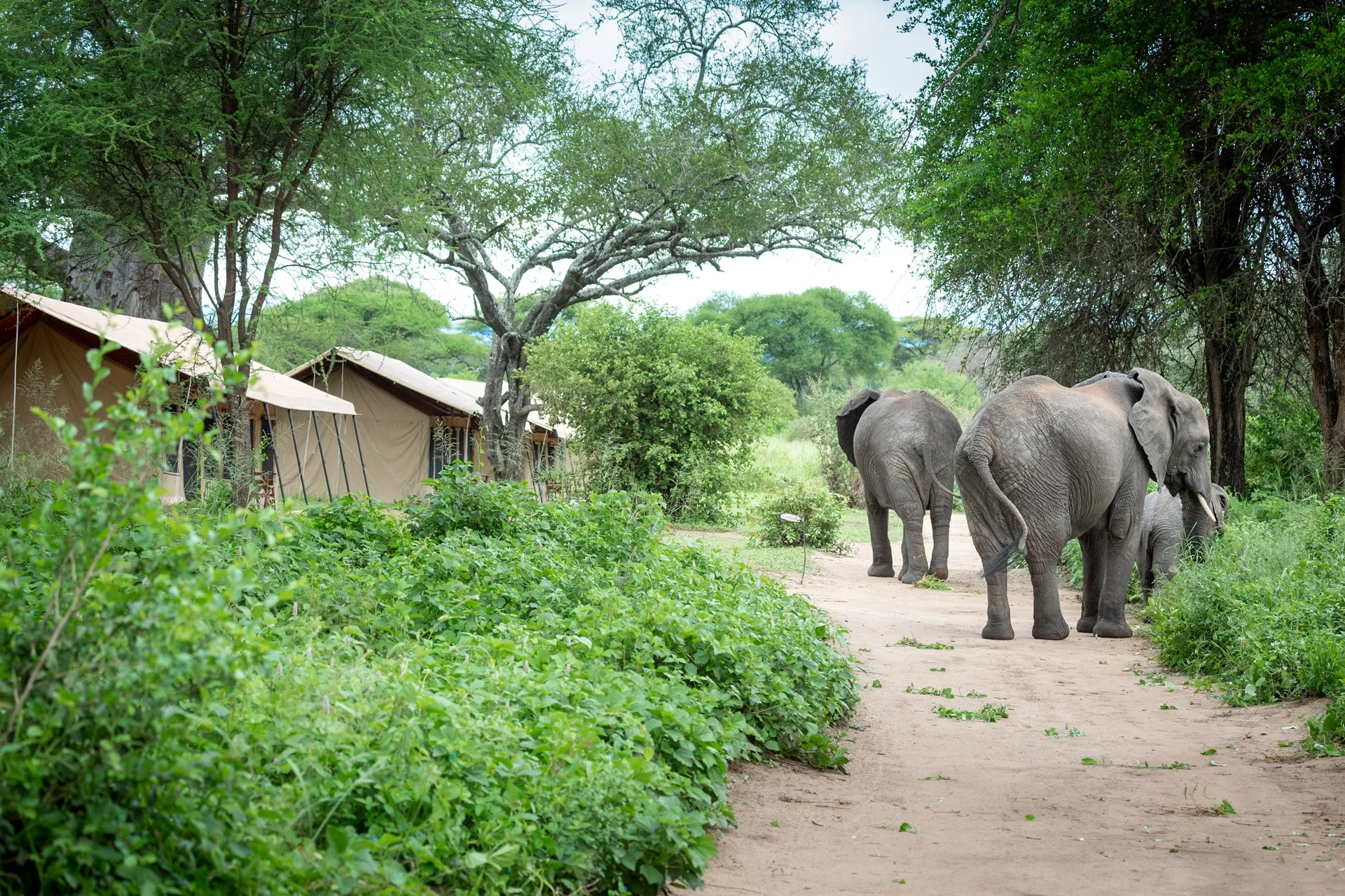 Elephants walking past the tents at Baobab Tented Camp