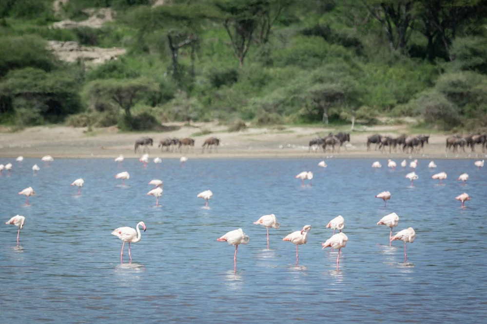 Greater flamingos wading in the shallows of Lake Ndutu with wildebeest along the far shoreline