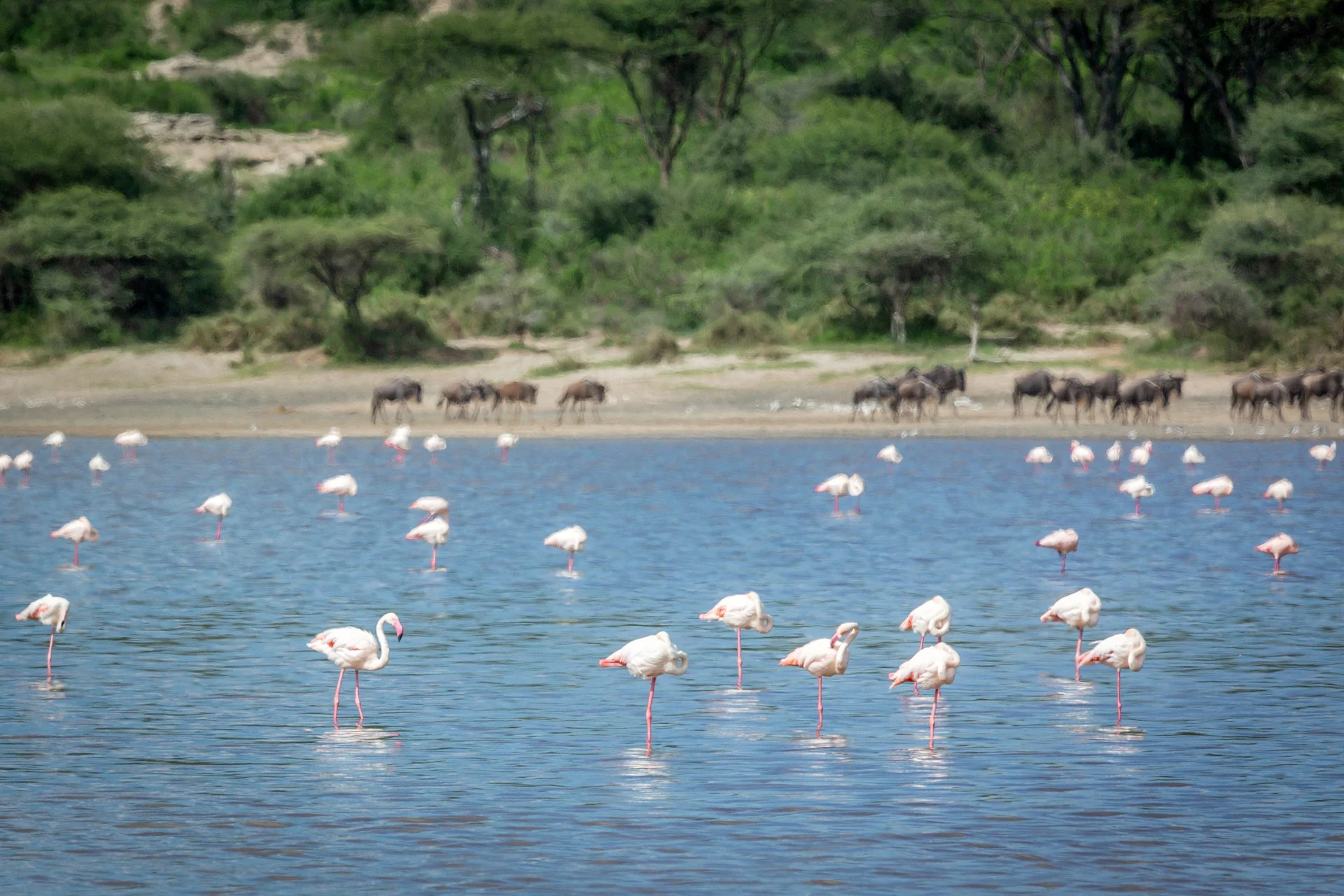 Flamingos feeding in the shallows of Lake Ndutu