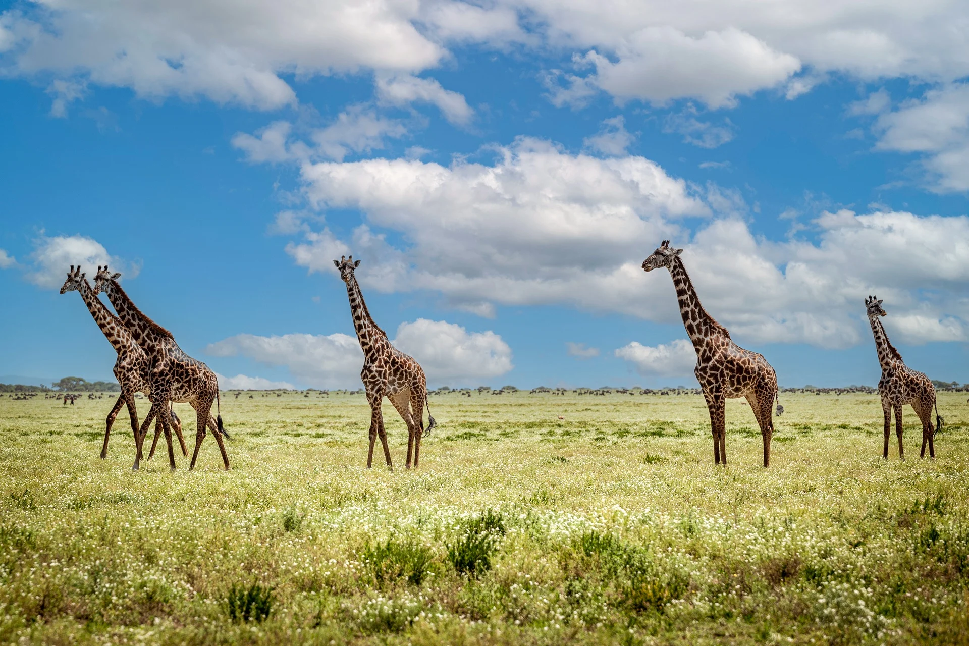 Giraffes crossing the green Ndutu plains in March
