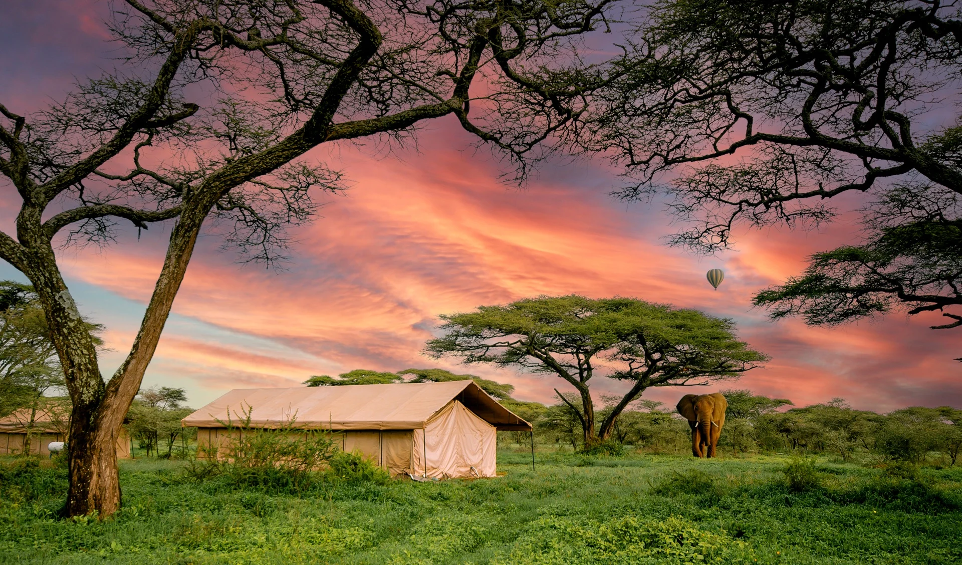 An elephant passing behind a guest tent at Gnu Ndutu Camp at sunset