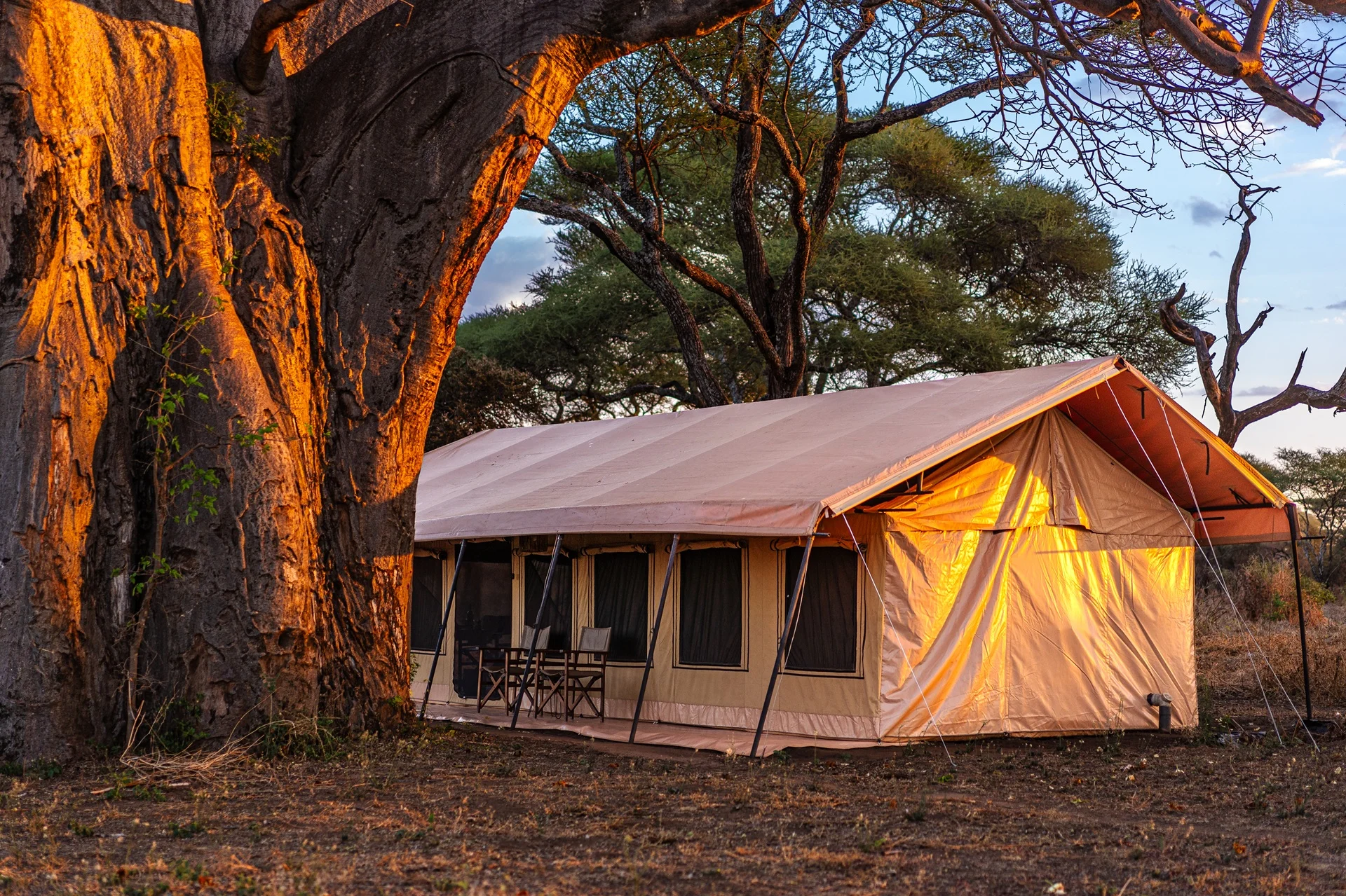 Golden hour tent at Tarangire Baobab Tented Camp