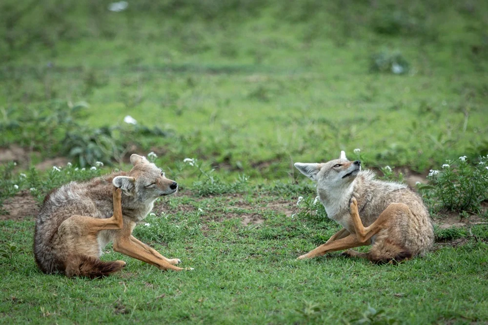 Two golden jackals grooming in short green grass scattered with white wildflowers