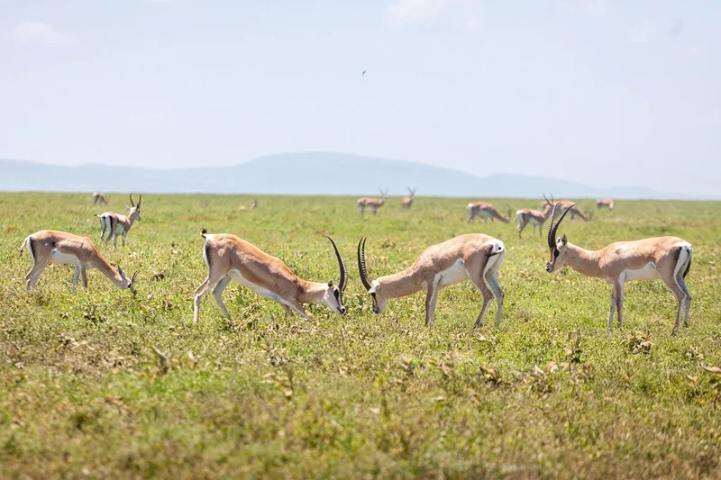 Grant's gazelle grazing short green grass on the Serengeti plains