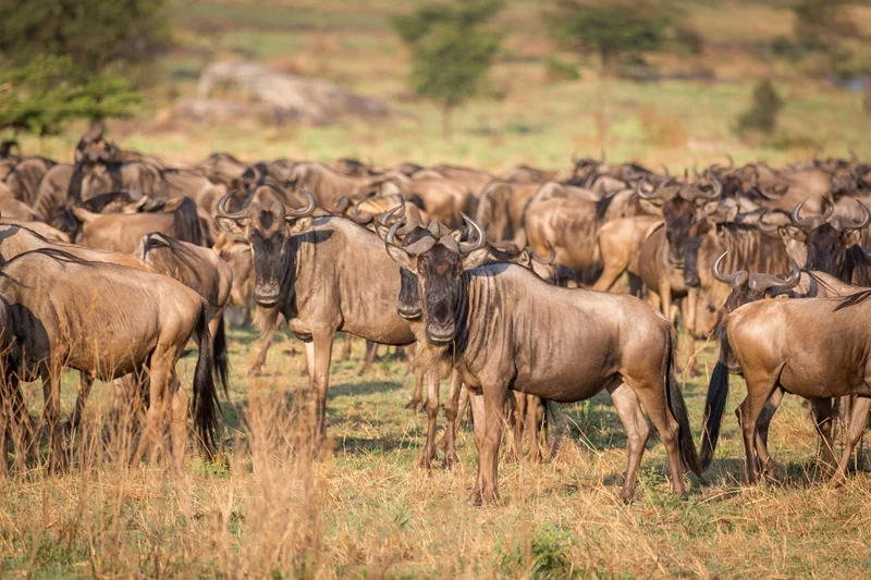 Dense wildebeest herd standing shoulder to shoulder on the Serengeti grassland