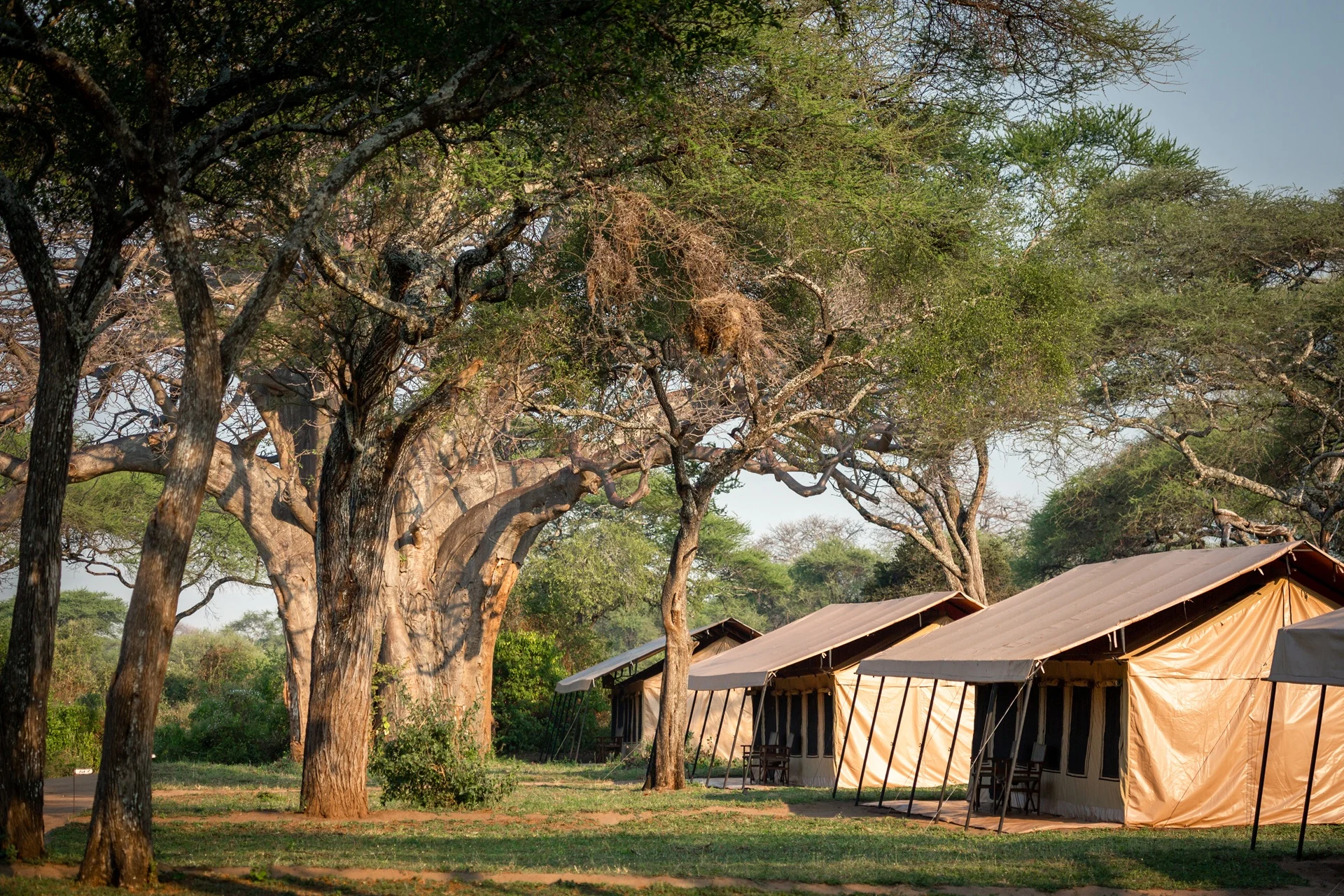 Guest tents beneath baobab trees at Baobab Tented Camp