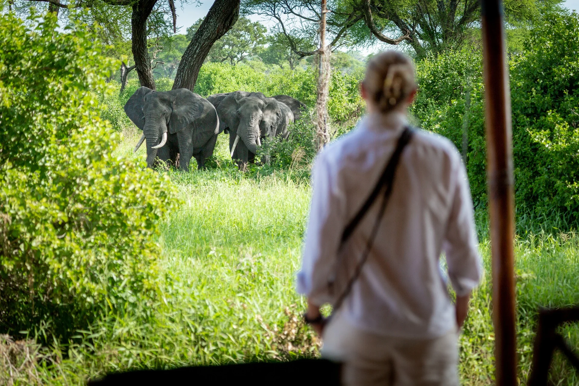 Guest watching elephant herd in camp