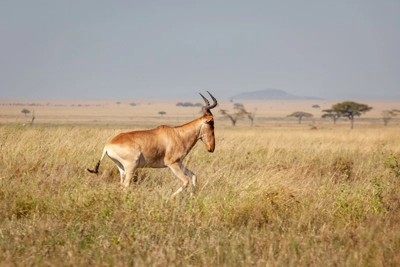 Hartebeest crossing open golden grassland on the Serengeti plains