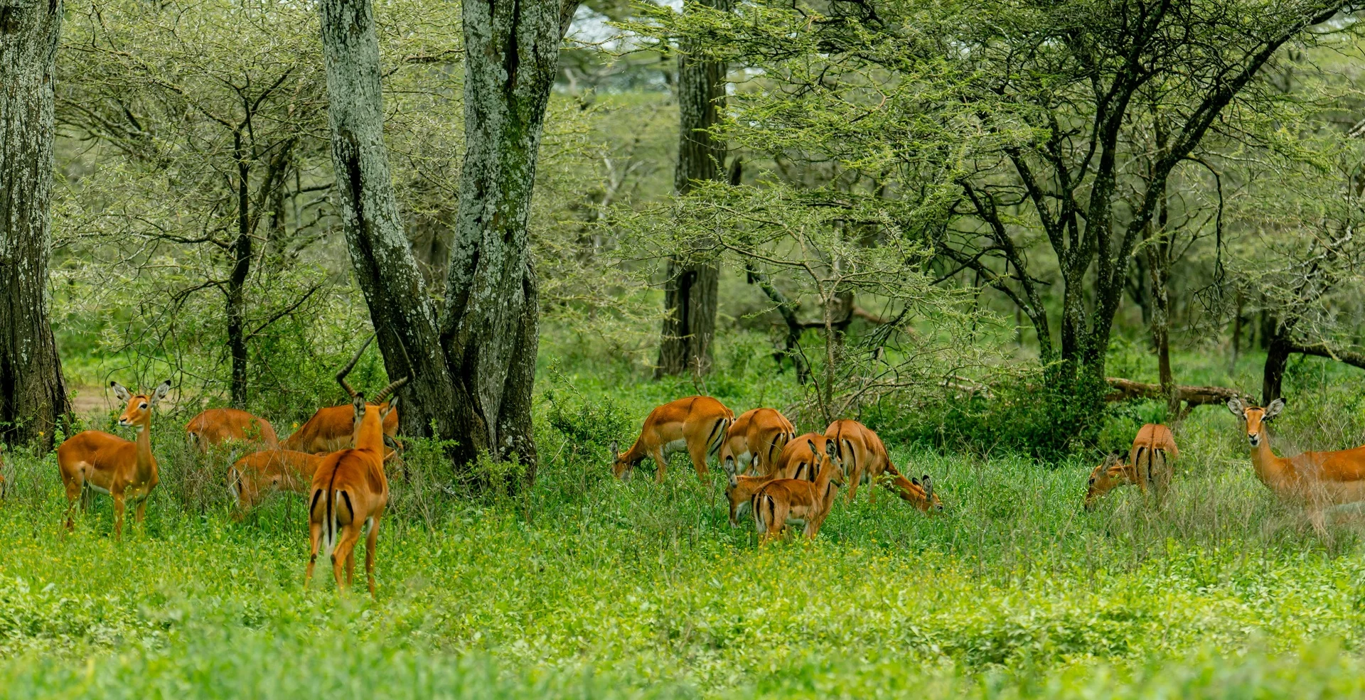 A herd of impala in green woodland