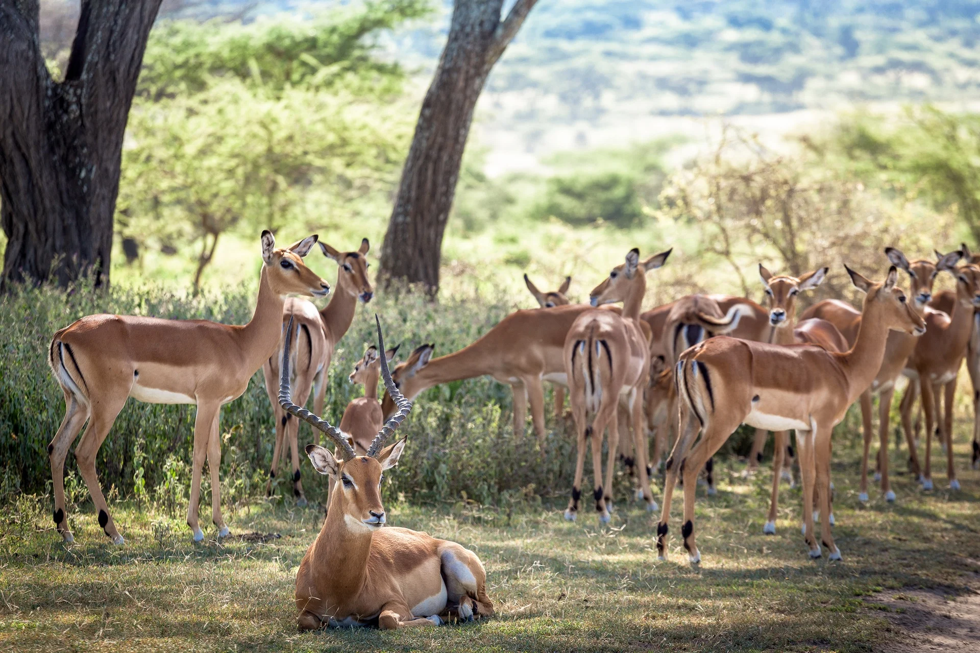 A herd of impala seen on a walking safari near Ndutu