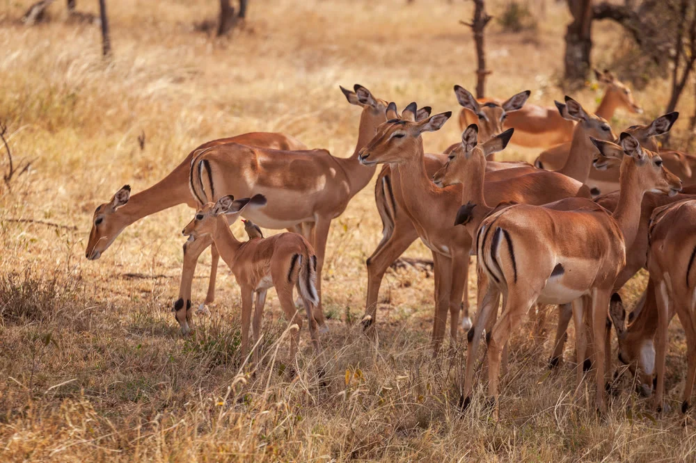 A herd of impala standing alert in dry bush