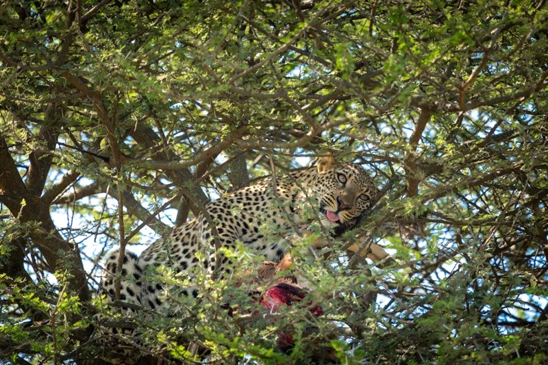Leopard feeding in an acacia tree at Ndutu during the calving season