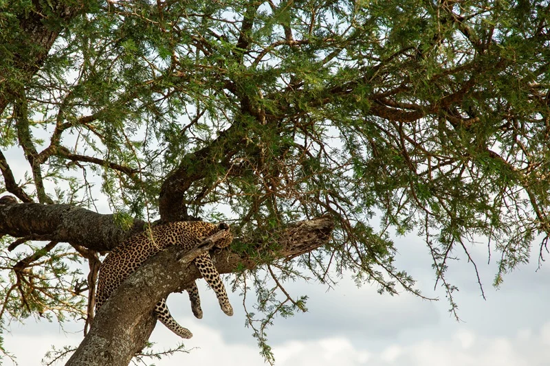 Leopard asleep along a branch in an acacia tree in the central Serengeti