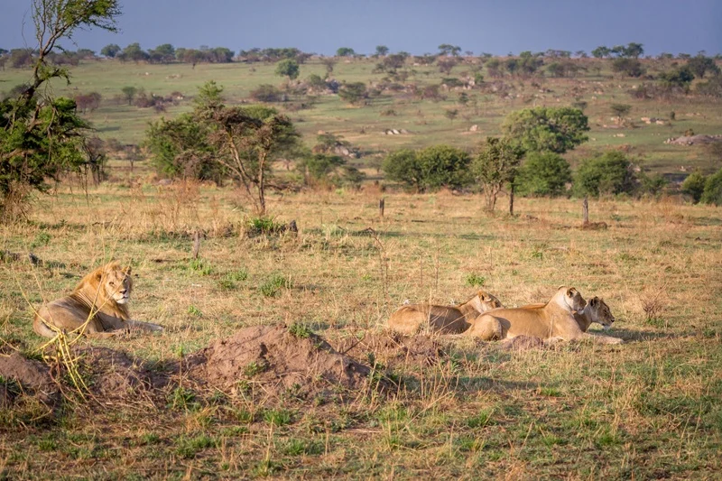 Lion pride resting on open ground in the northern Serengeti