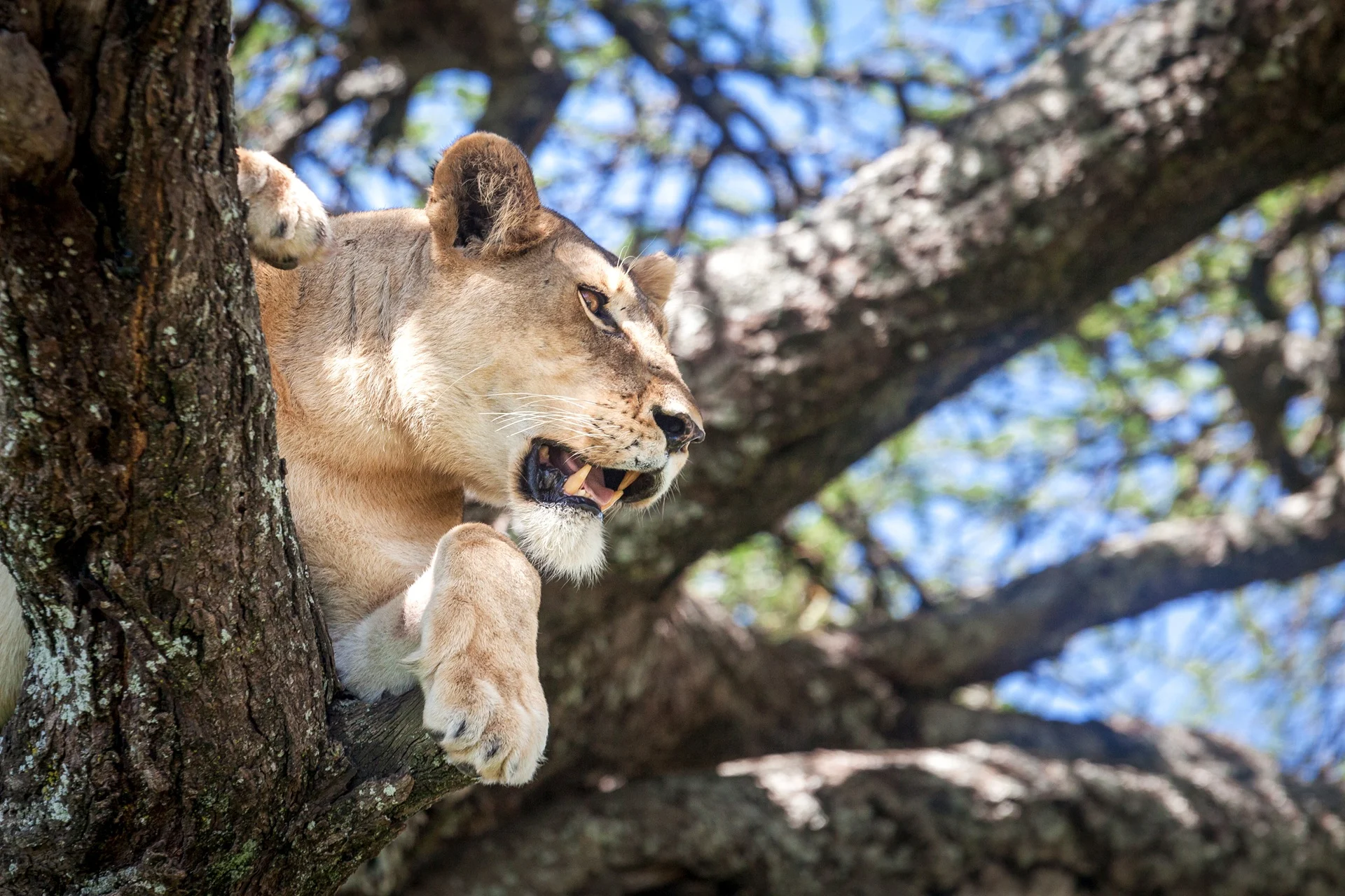 A lioness lying along an acacia branch in Ndutu