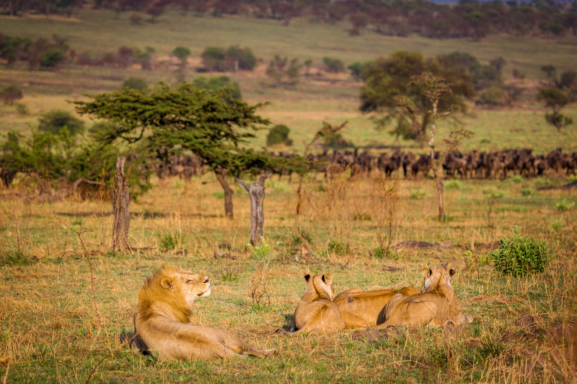 Lions resting on the grass with a wildebeest herd behind them in Ndutu