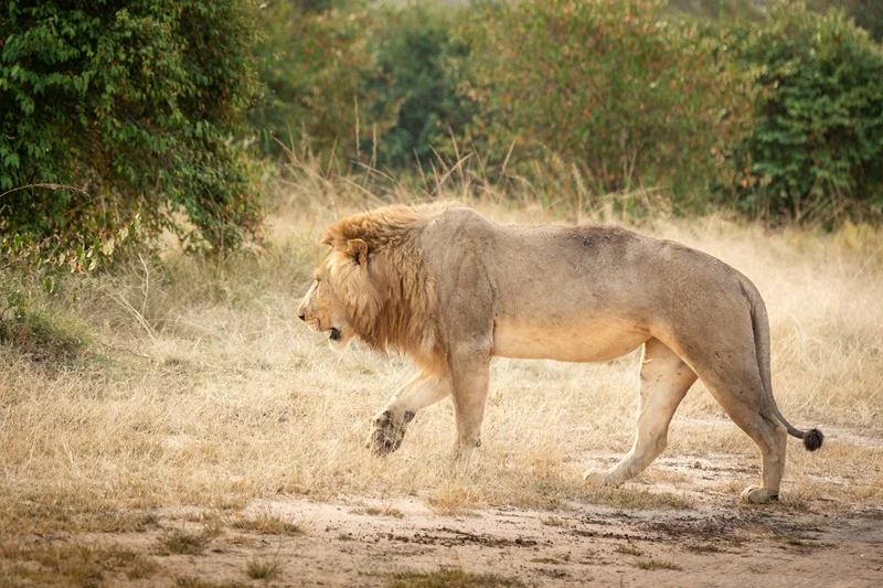 Male lion walking through dry grass in the northern Serengeti near Kogatende