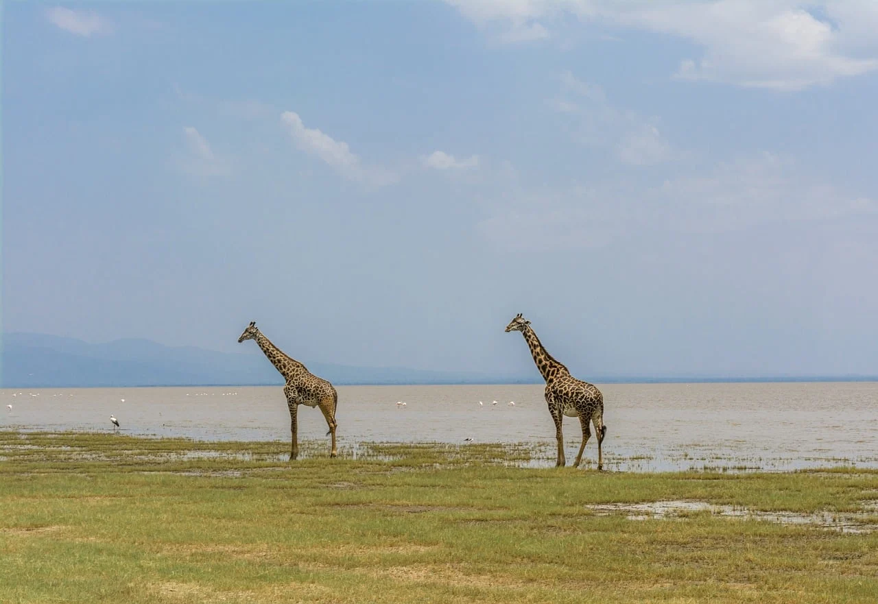 Two giraffes at the water’s edge on the shore of Lake Manyara