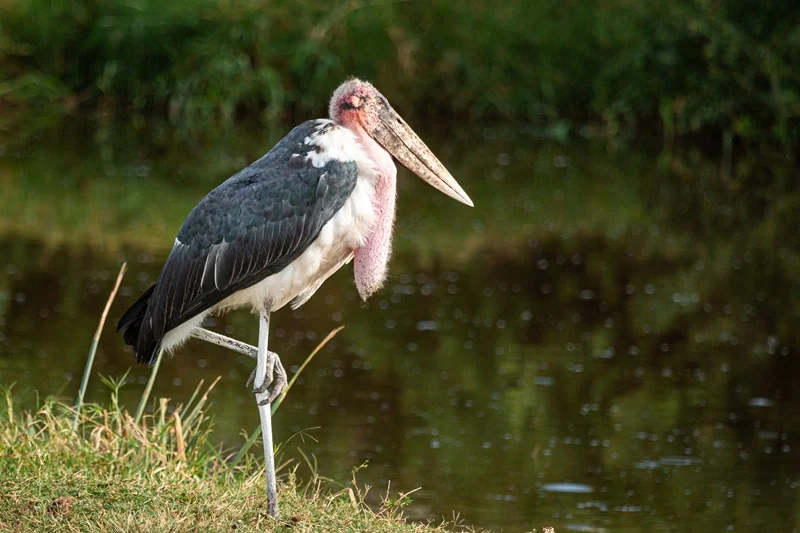 Marabou stork at the water's edge in the Serengeti