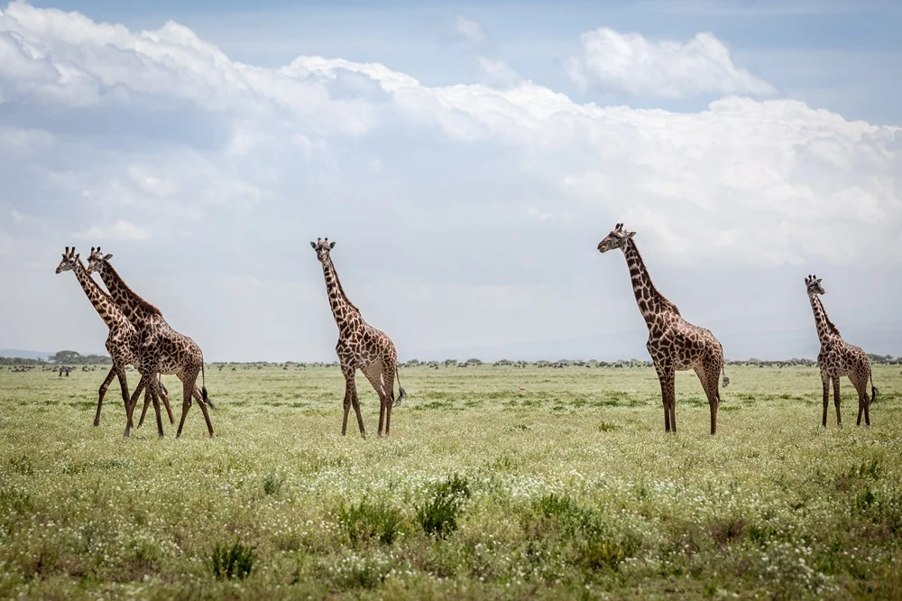 Five Masai giraffes walking across flowering green plains under tall cloud