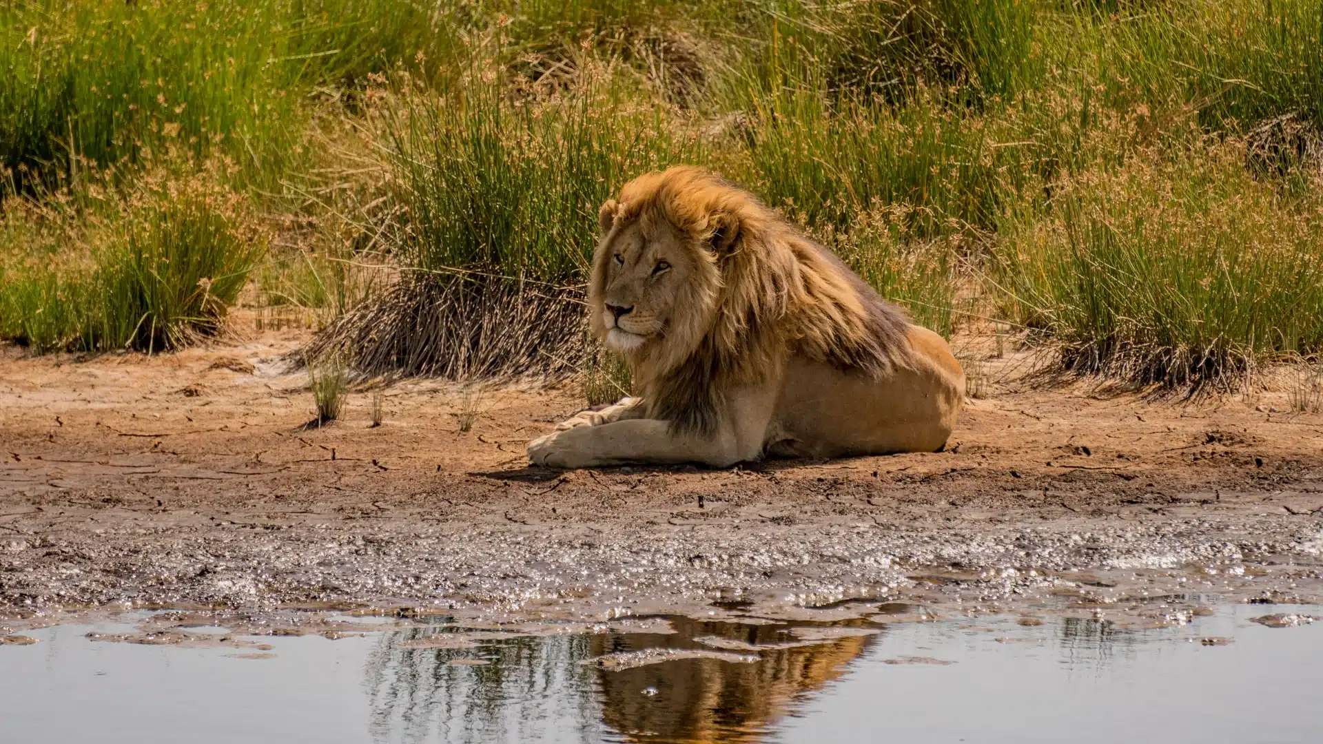Male lion resting on the cracked mud at the edge of a waterhole, with his reflection in the water