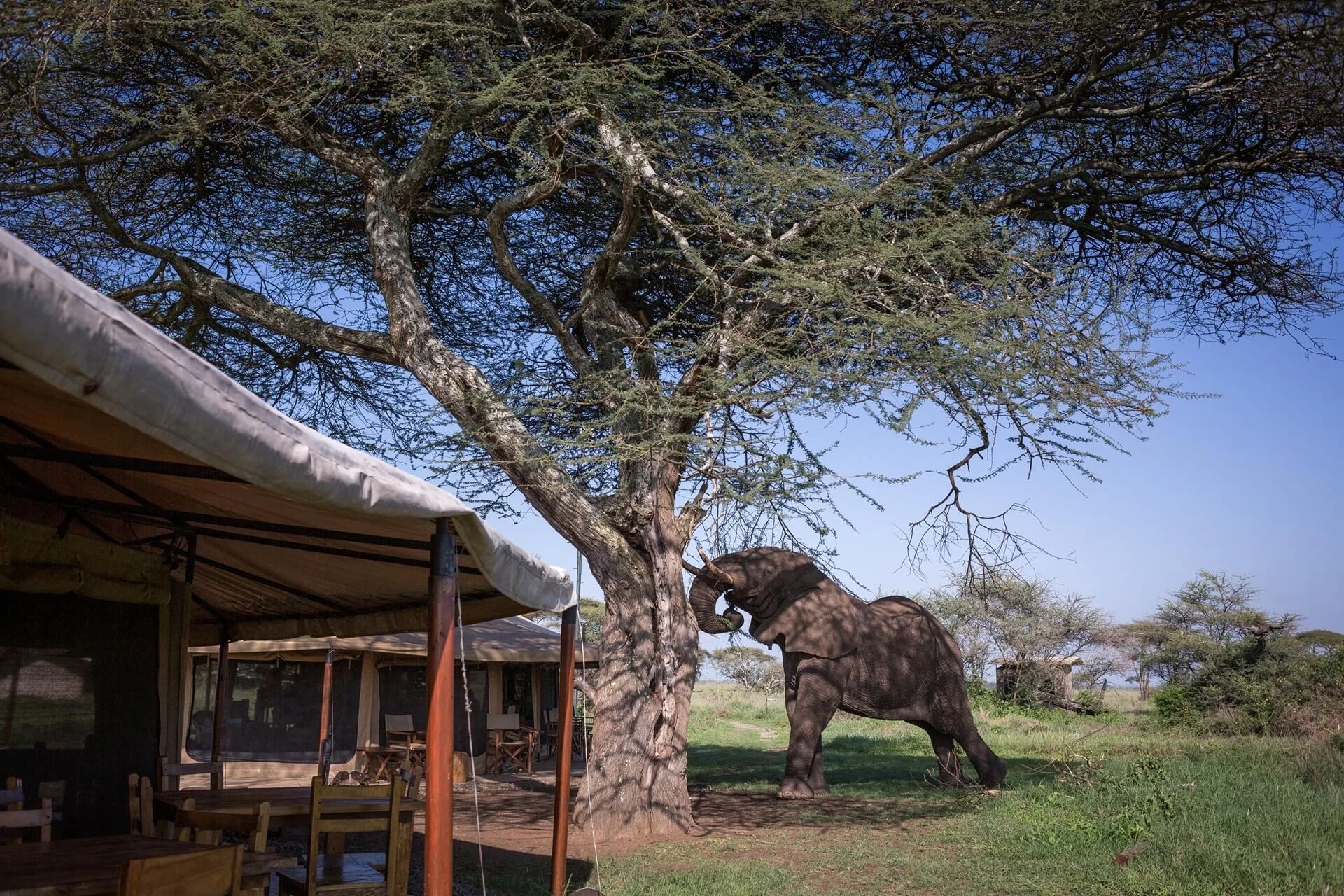 mawe-tented-camp-serengeti.webp
