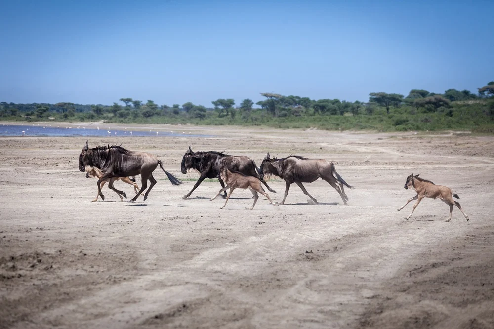 Wildebeest cows and calves running across the flats at Ndutu with flamingos on the lake behind