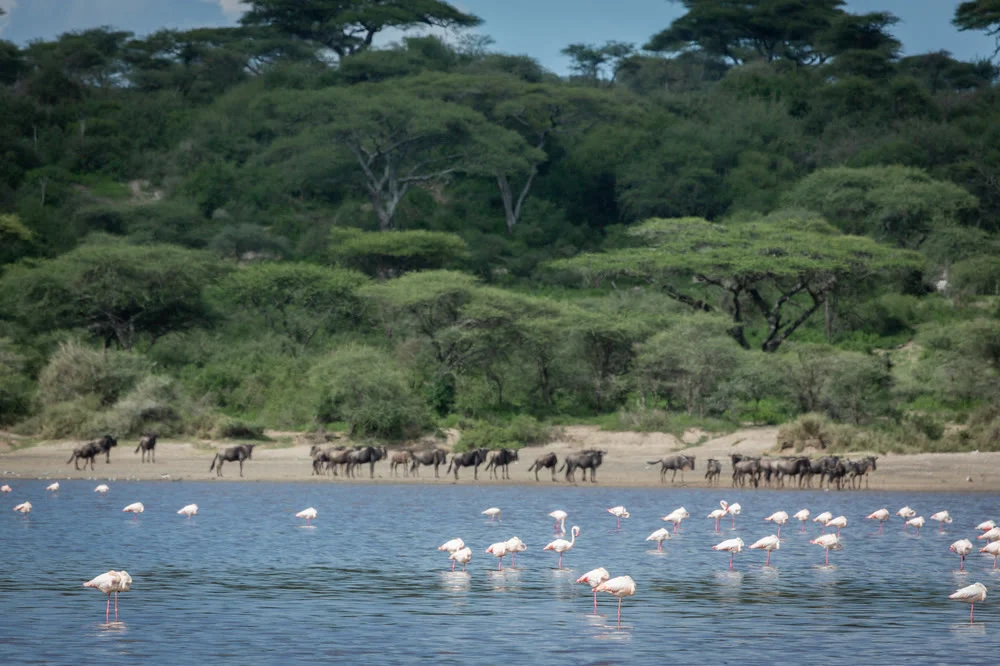 Flamingos and wildebeest along the shore of Lake Ndutu
