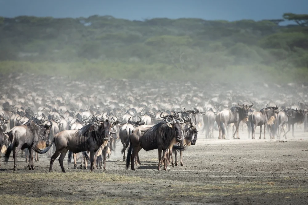 Vast wildebeest herd raising dust across the open plains on a Ndutu safari in the southern Serengeti