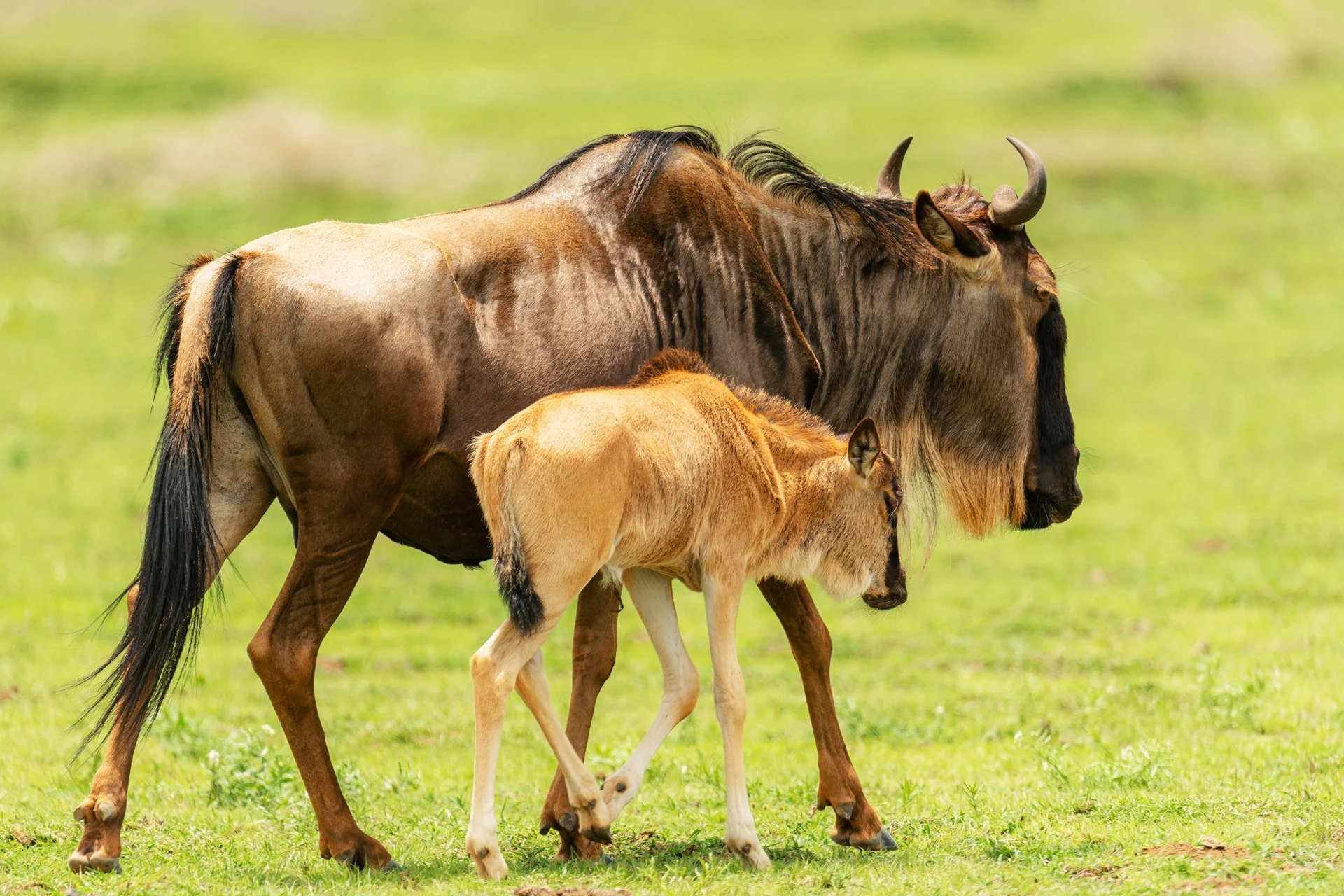 A newborn wildebeest calf standing beside its mother in Ndutu