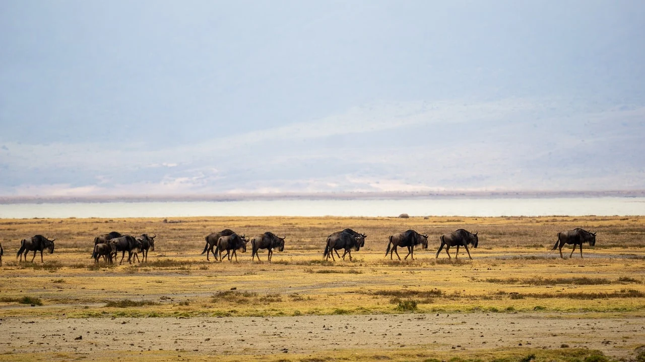 Wildebeest crossing the floor of the Ngorongoro Crater beside the soda lake