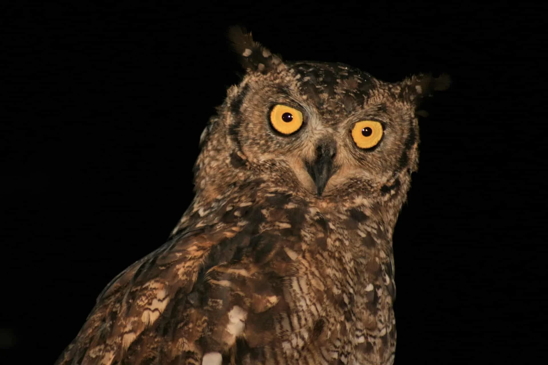 An owl picked out by the spotlight on a night game drive