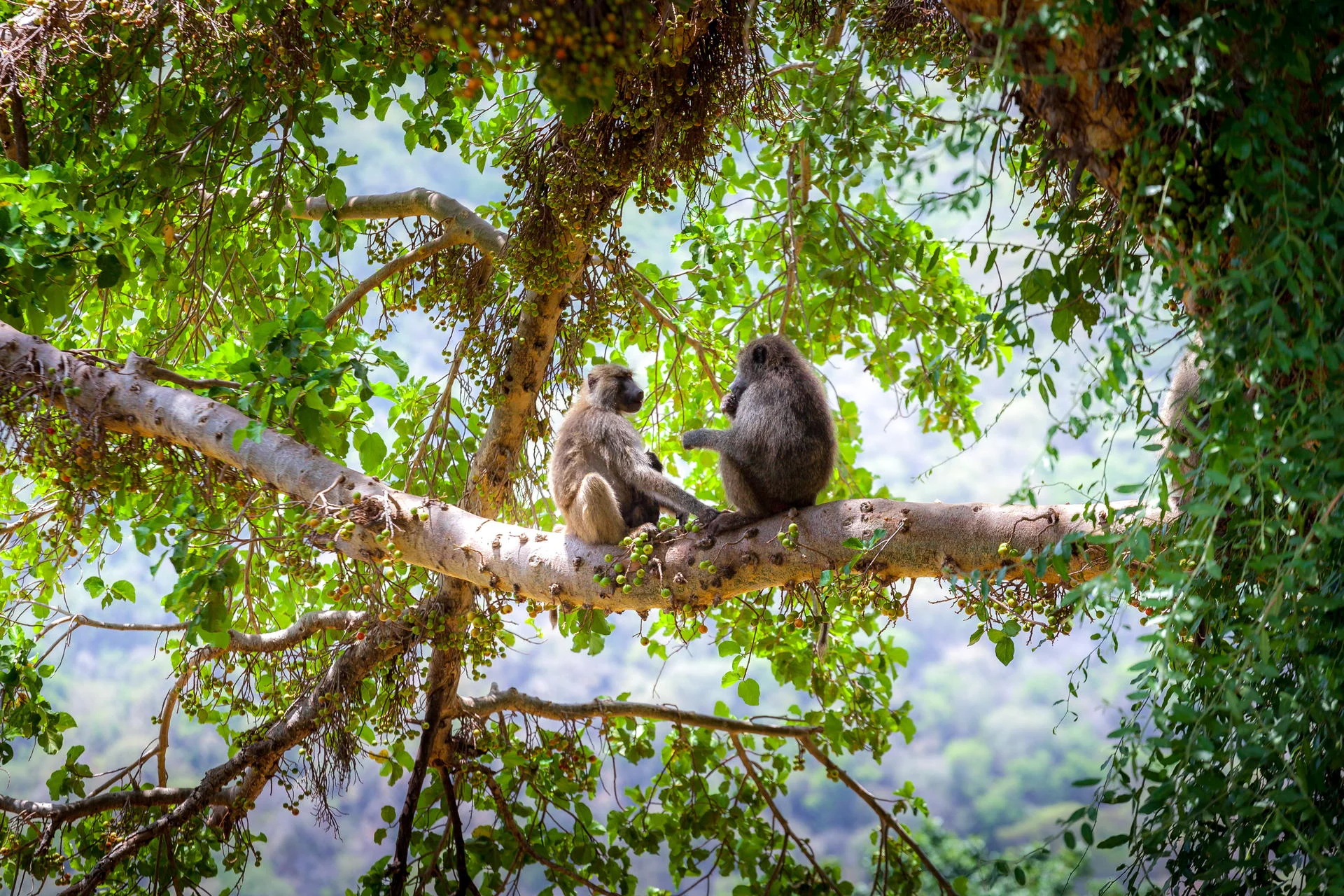 Olive baboons resting in a fig tree