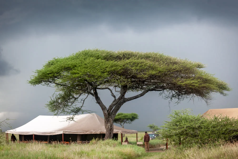 A safari tent pitched under an acacia on the Serengeti plains