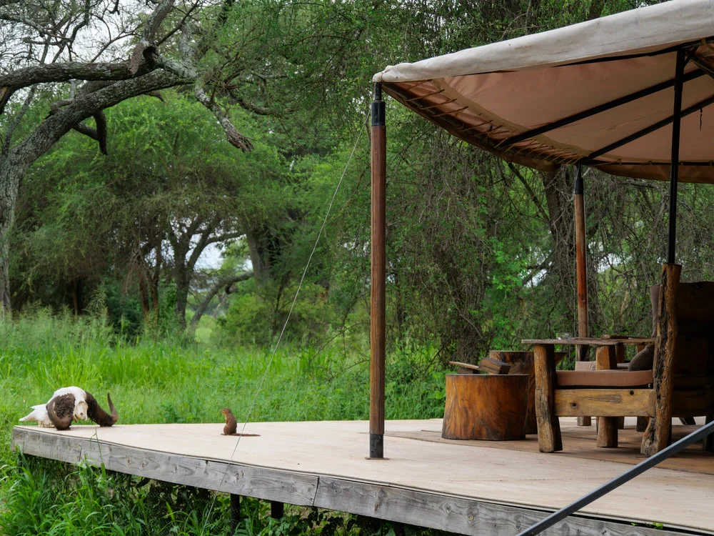 The wooden deck of a tented camp looking out over the bush