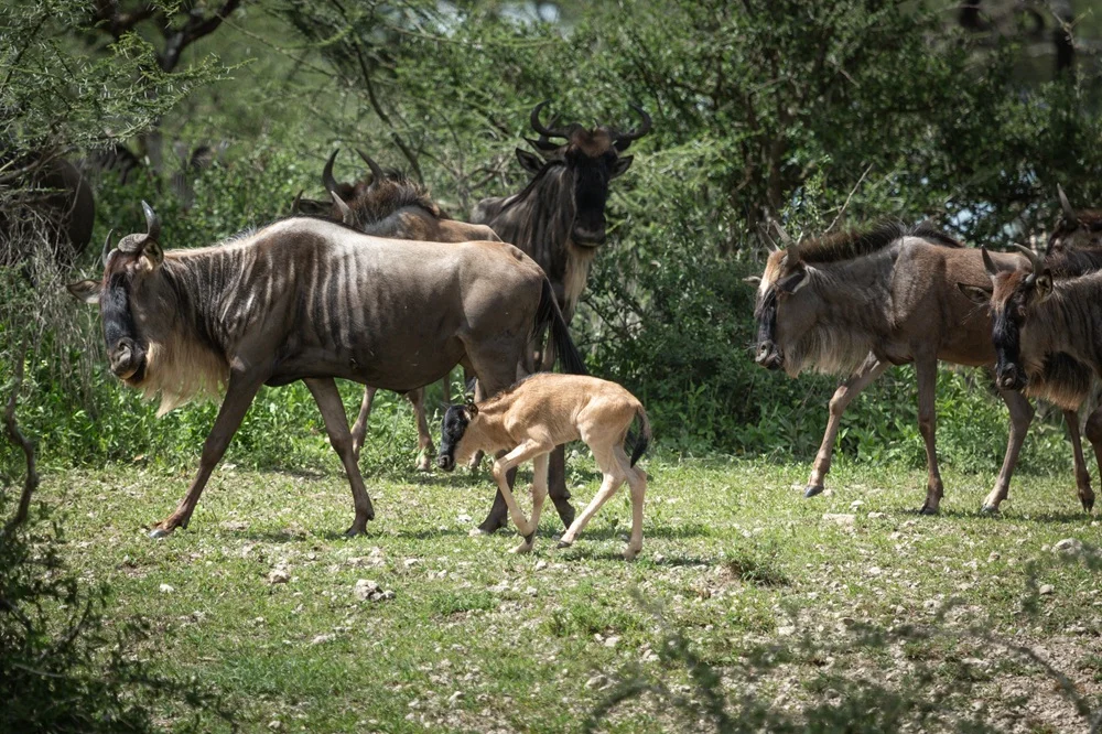 Newborn wildebeest calf walking beside its mother in green acacia bush at Ndutu