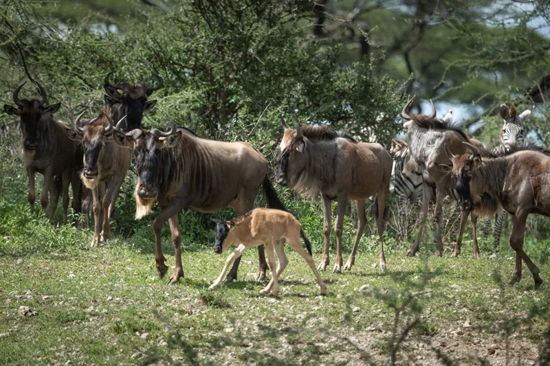 Wildebeest calf walking with the herd at Ndutu during the calving season