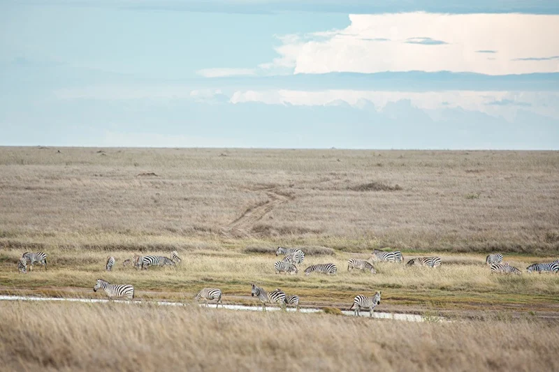 Zebra spread across open dry season grassland in the Serengeti