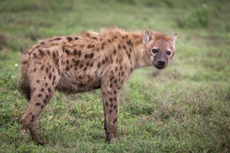 Spotted hyena standing in wet green grass in the Serengeti green season