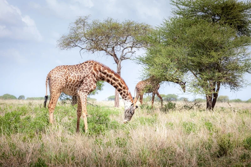 Giraffes browsing acacia trees in Tarangire in the dry season