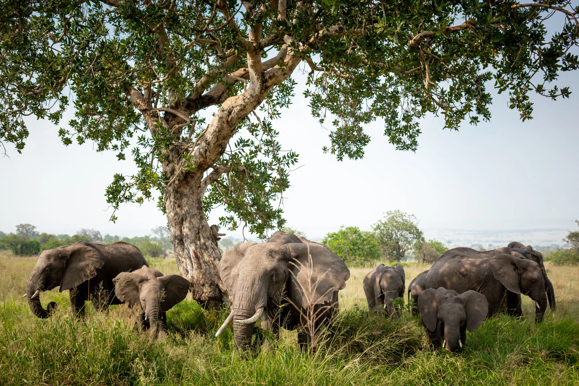 Elephant herd on the Serengeti plains, where most of a Tanzania safari cost is spent