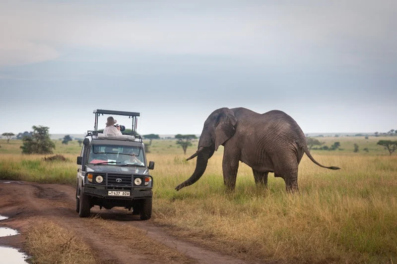 Guests photographing an elephant from a safari vehicle in the Serengeti