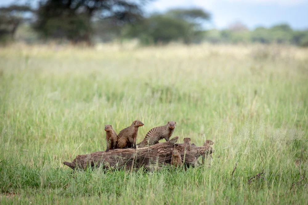 Banded mongooses on a fallen log in green grass in Tarangire