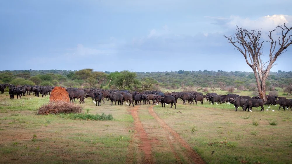 A large herd of Cape buffalo beside a game drive track in Tarangire