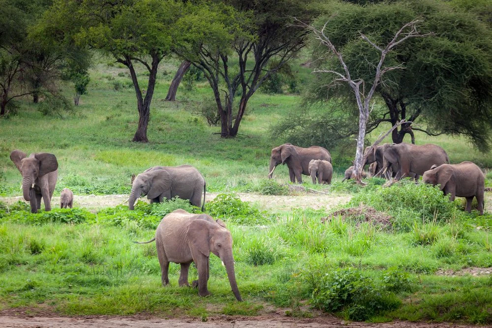 An elephant herd with calves feeding along a green riverbank in Tarangire