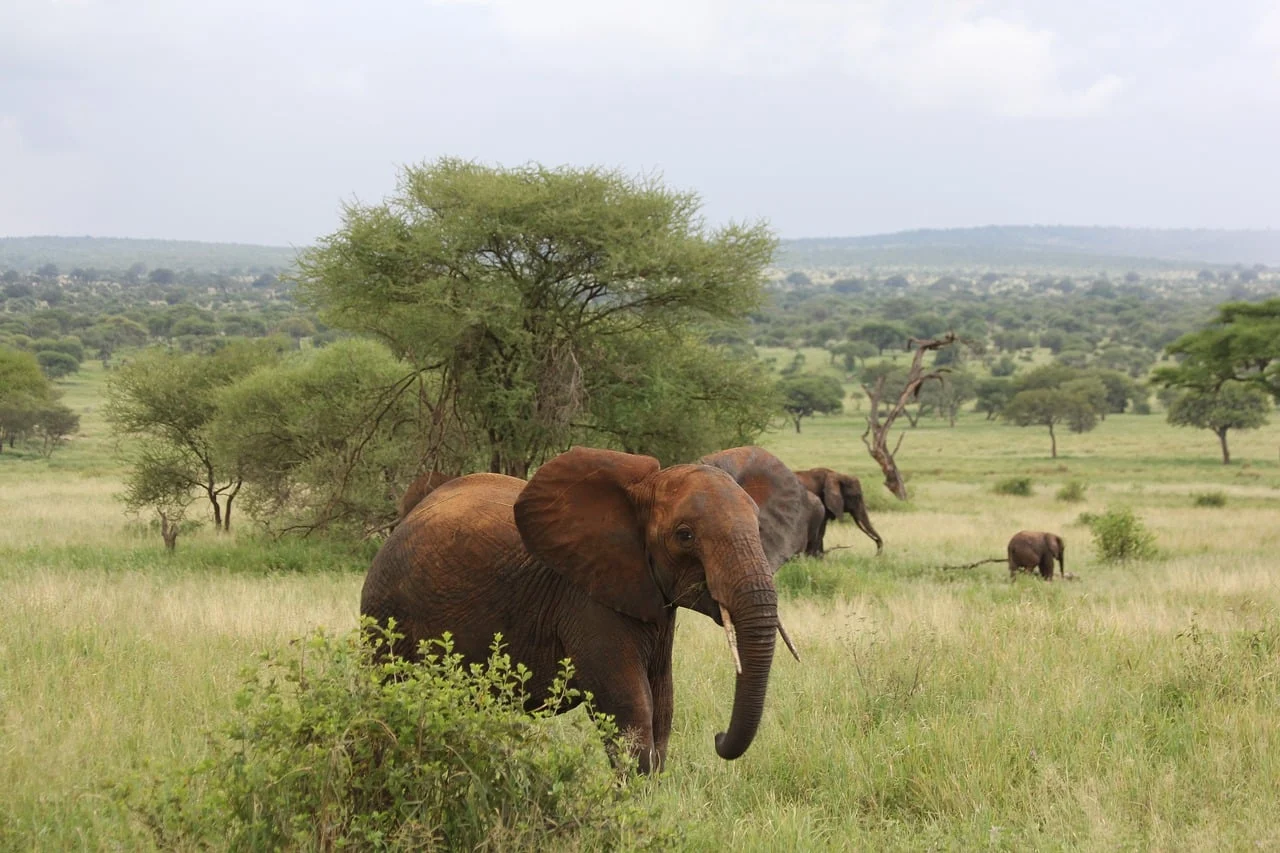 An elephant walking through the grass in Tarangire National Park