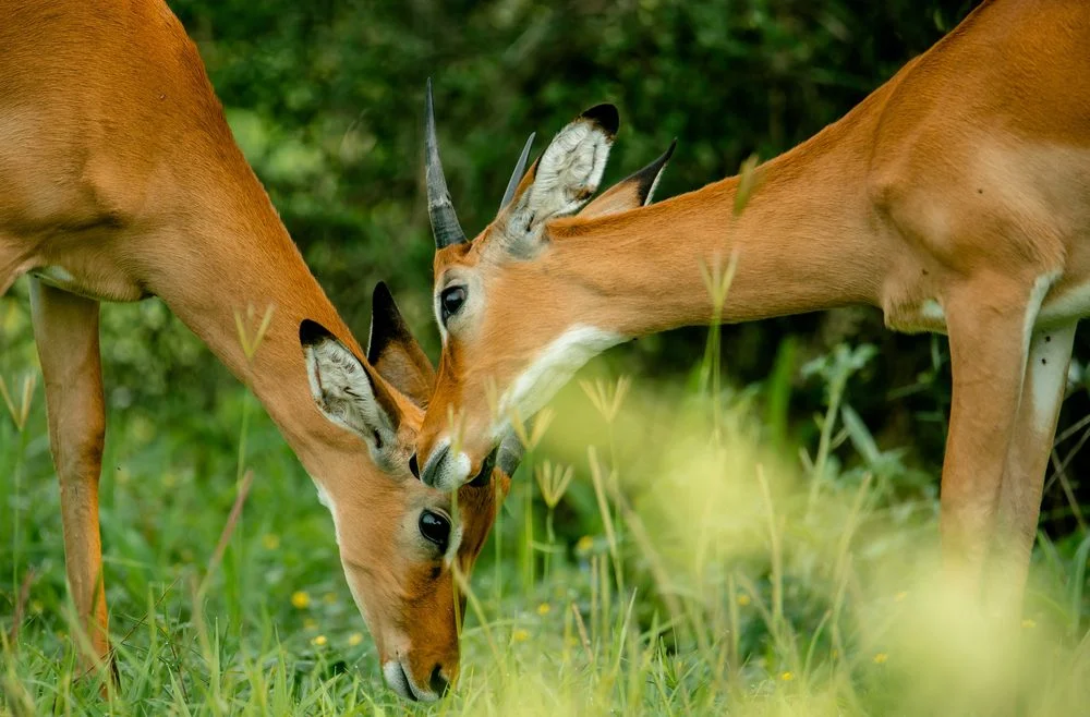 Two impala grazing head to head in green grass in Tarangire