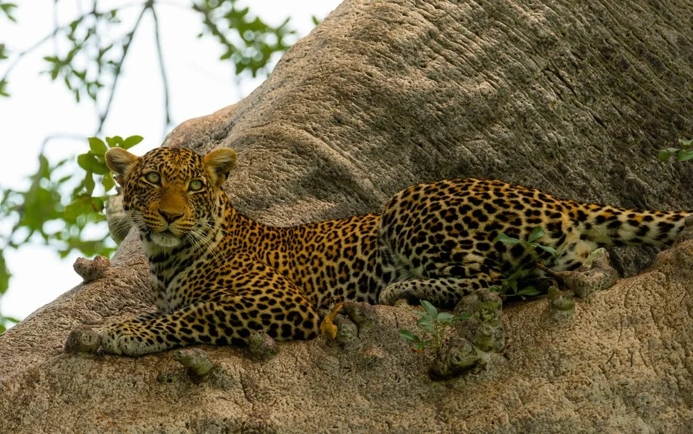 A leopard lying in the fork of a baobab in Tarangire