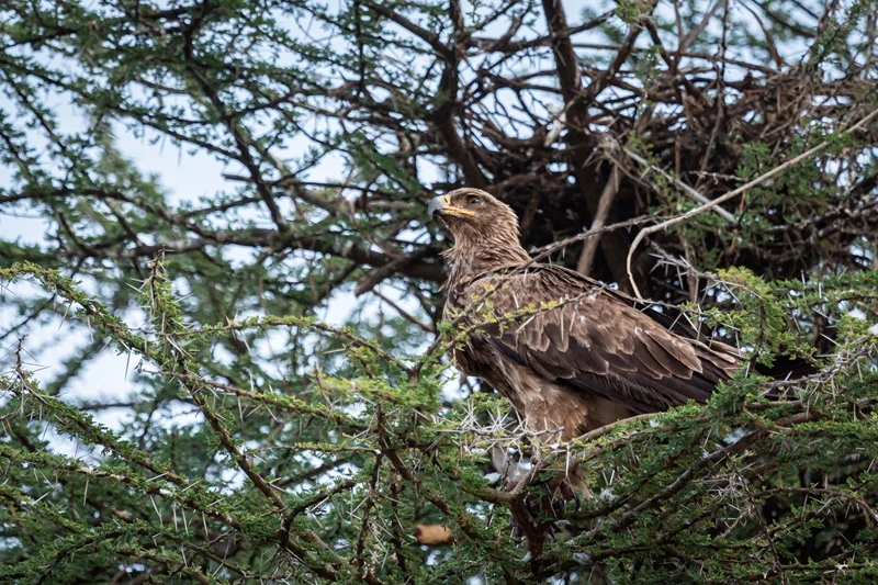 Tawny eagle perched in an acacia tree in the Serengeti